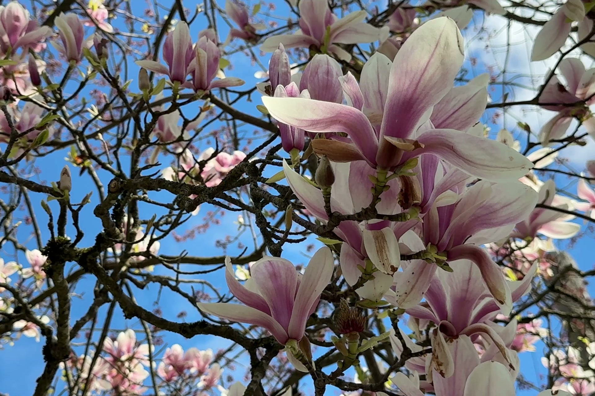 Magnolia blossoms against a blue spring sky