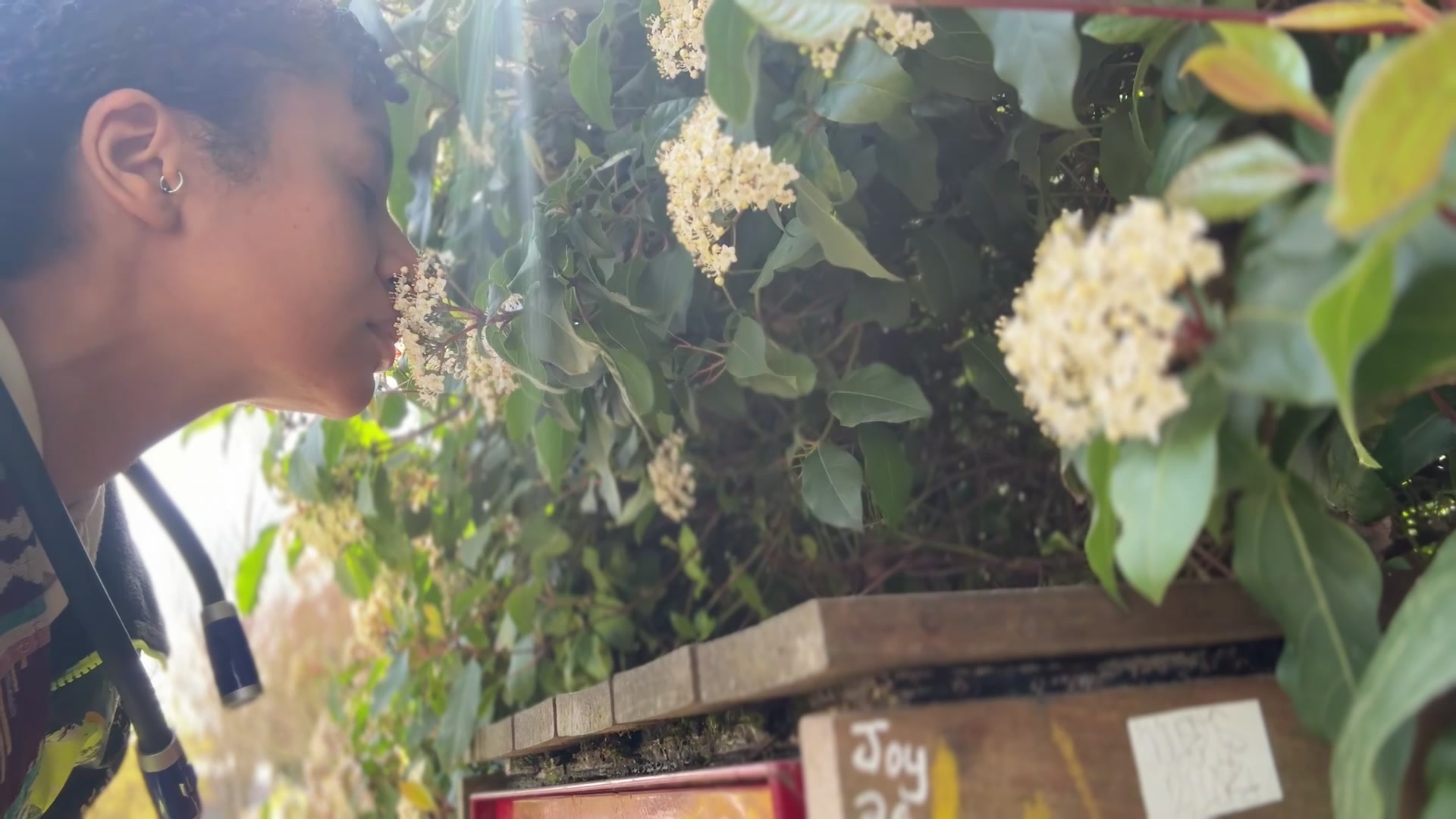 Moyo pausing to breathe in spring blossoms, sunlight through the leaves